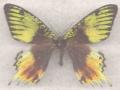 Urania ripheus male aberrant (Internet Image property of respective owner, non-commercial use only)